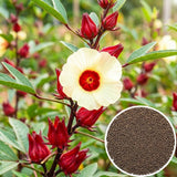 Set 50 Roselle Seeds, Roselle Hibiscus Seeds, Red Hibiscus for Outdoor Gardening
