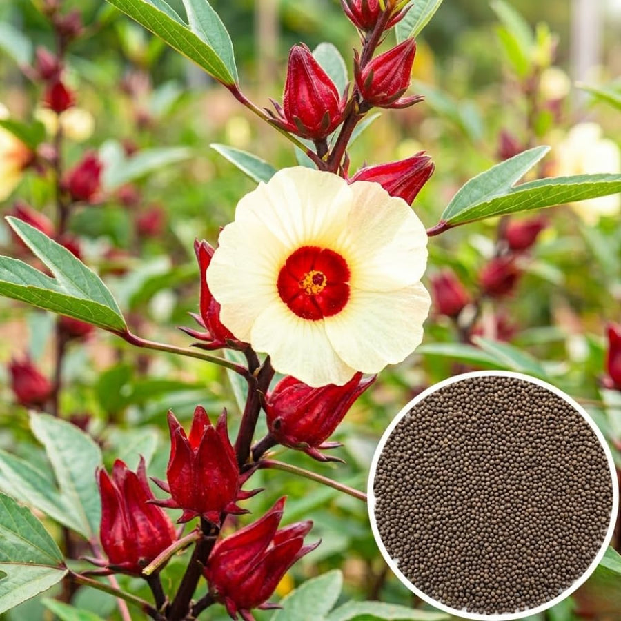 Set 50 Roselle Seeds, Roselle Hibiscus Seeds, Red Hibiscus for Outdoor Gardening