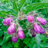 8 Comfrey Cuttings Plant Root Fast-Growing, High Yields Bocking 4 Comfrey Plant Live Roots, Perennial Herb Plant