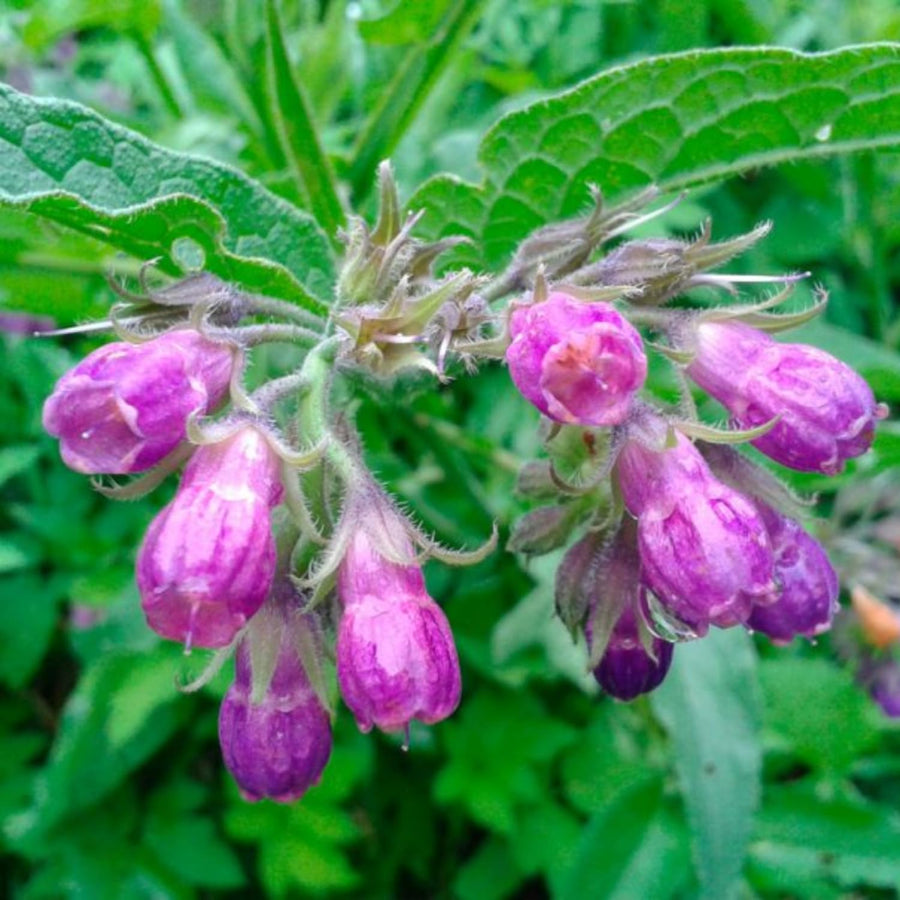 8 Comfrey Cuttings Plant Root Fast-Growing, High Yields Bocking 4 Comfrey Plant Live Roots, Perennial Herb Plant
