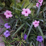 Mix Mexican Petunias Live Plant 4-8" Tall, 3 Plant Per Pot, Petunias Live Plants 4 Inch Pot, Colorful Flowering for Garden, Landscape