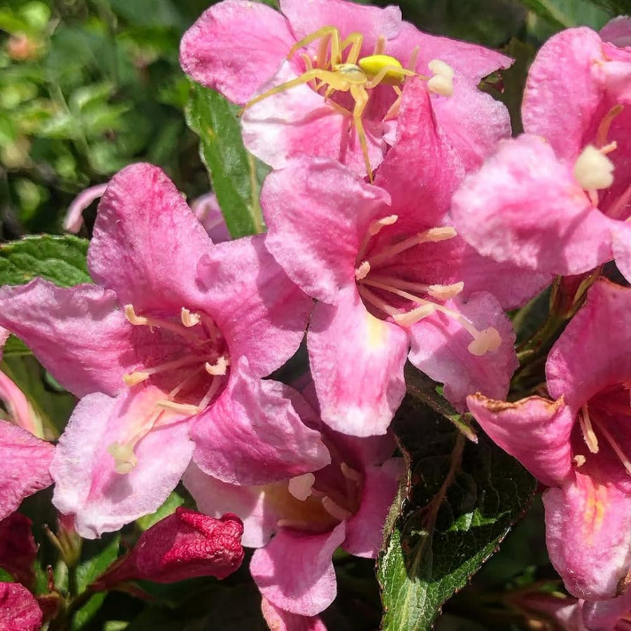 2 Pink Weigela Plant Live Tree in 4-Inch Pot, 6–9 Inches Tall, Hardy Ornamental Weigela for Garden, Patio, or Outdoor Landscaping