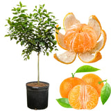 Ready Plant Tangerine Tree Live, 3 Years Old 3 Feet Tall, Grafted Citrus Tree for Outdoor Indoor Planting, Sweet Tangerine Orange Fruit Tree