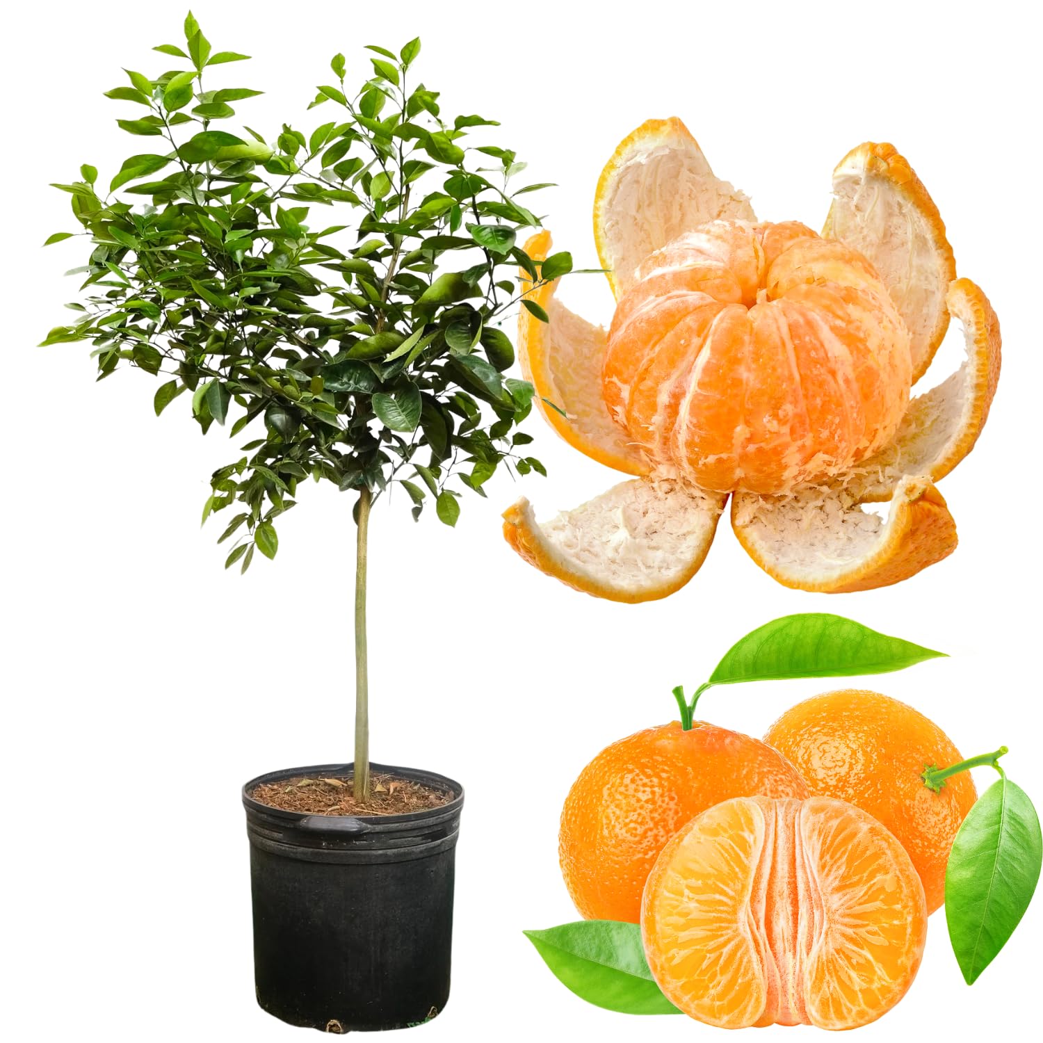 Ready Plant Tangerine Tree Live, 3 Years Old 3 Feet Tall, Grafted Citrus Tree for Outdoor Indoor Planting, Sweet Tangerine Orange Fruit Tree
