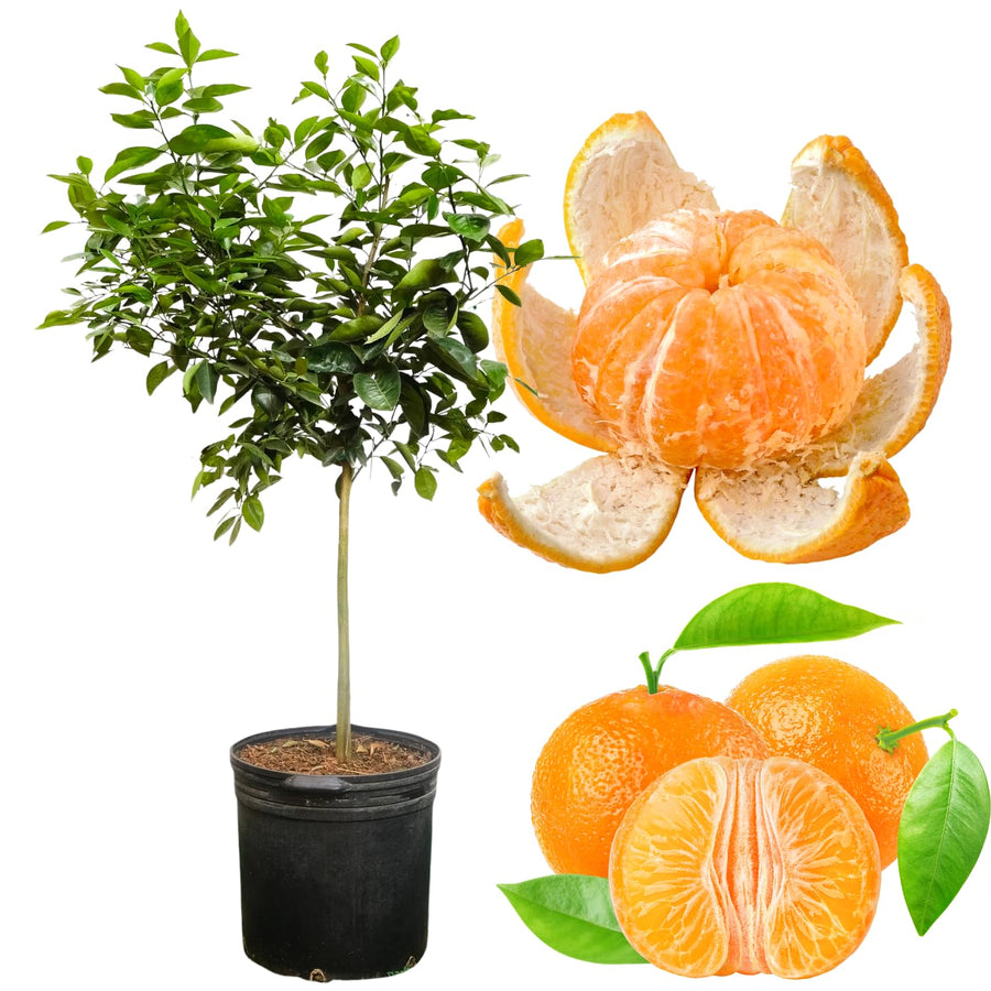 Mandarin Tangerine Tree Live Plant, Grafted 2 Years Old, 3 Feet Tall, Citrus Orange Clementines Satsumas Like, Ready to Plant Outdoor Zones 9-11