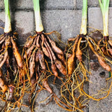 10 Yellow Daylily Roots, Hardy Perennial Flower for Garden Beds and Borders Planting, Easy Care, Ready to Grow