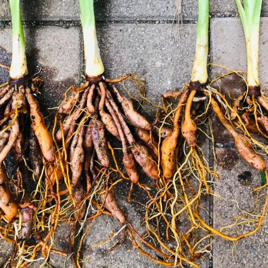 10 Yellow Daylily Roots, Hardy Perennial Flower for Garden Beds and Borders Planting, Easy Care, Ready to Grow