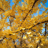 Ginkgo Tree Live Plant, Yellow Leaves, Hardy Ginkgo Tree, 8-10" Tall in Quart Pot for Planting