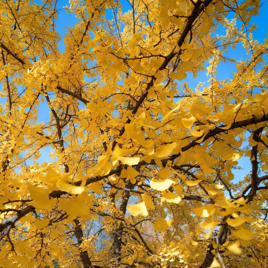 Ginkgo Tree Live Plant, Yellow Leaves, Hardy Ginkgo Tree, 8-10" Tall in Quart Pot for Planting