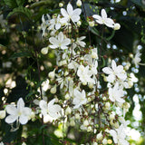 Random Clerodendrum Plants Live, Trailing Light Bulb Flowering Vine, 4-8 Inch Tall, Ready to Plant Outdoor