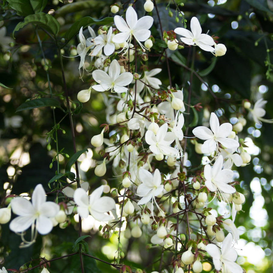 Random Clerodendrum Plants Live, Trailing Light Bulb Flowering Vine, 4-8 Inch Tall, Ready to Plant Outdoor