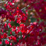 Burning Bush Live Plant, Burning Bush Shrub, 5 Live Bare Root, 6-12 Inches Tall, Vibrant Red Foliage for Landscapes and Garden Border