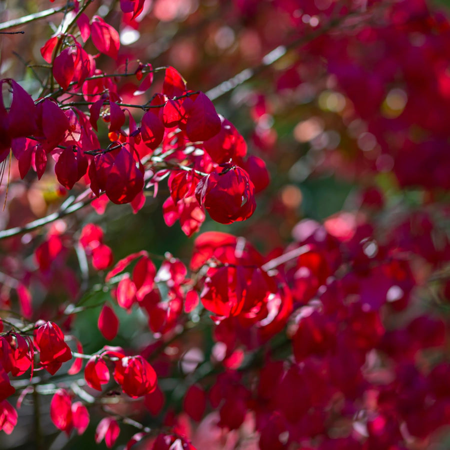 Burning Bush Live Plant, Burning Bush Shrub, 5 Live Bare Root, 6-12 Inches Tall, Vibrant Red Foliage for Landscapes and Garden Border
