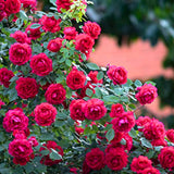 Rose Bush Live Plant - Climbing Rose Plant Live - Bareroot with Soil 7-10 Inch Tall - Fragrant Rose Flowers Heirloom Rose Shrub (Deep Red Rose)