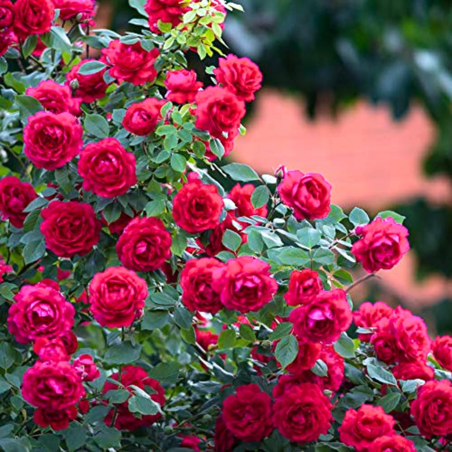 Rose Bush Live Plant - Climbing Rose Plant Live - Bareroot with Soil 7-10 Inch Tall - Fragrant Rose Flowers Heirloom Rose Shrub (Deep Red Rose)