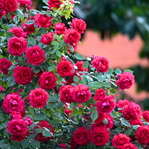 Rose Bush Live Plant - Climbing Rose Plant Live - Bareroot with Soil 7-10 Inch Tall - Fragrant Rose Flowers Heirloom Rose Shrub (Deep Red Rose)