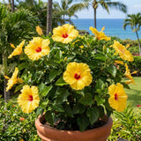 Set 7 Hibiscus Cuttings, Hardy Hibiscus Plants Live, Vibrant Blooming Flower, Well-Rooted Plant for Home Garden Indoor Outdoor (Yellow)