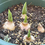 Set of 10 Tulip Bulbs, Live Mix Tulips, Spring Blooming Flower Bulbs for Garden Planting