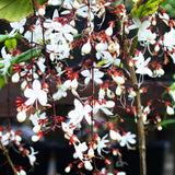 2 Clerodendrum Plants Live 5-9 Inc Tall - Great for Beautifying Indoor and Outdoor Spaces - Trailing Light Bulb Flowering Vine (Light Wallichii Smithianum)