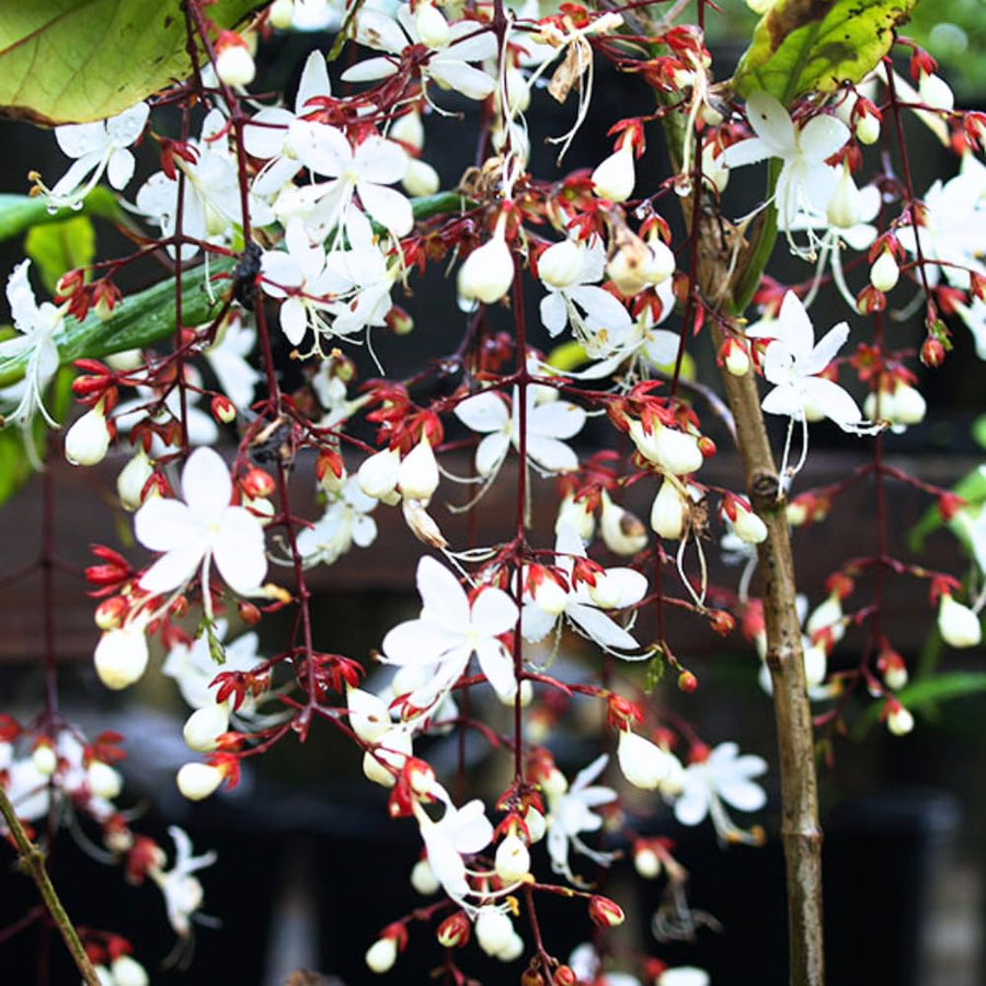 2 Clerodendrum Plants Live 5-9 Inc Tall - Great for Beautifying Indoor and Outdoor Spaces - Trailing Light Bulb Flowering Vine (Light Wallichii Smithianum)