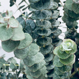 Fragrant Starter Eucalyptus Tree Plant Live, 5-8 Inches Tall, Dormant, Fragrant Leaf for Home Decor, Ready for Transplant (Baby Blue)