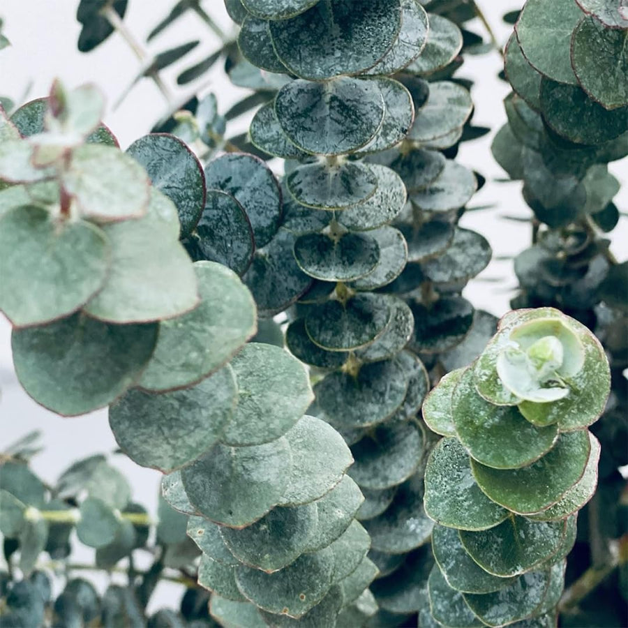 Fragrant Starter Eucalyptus Tree Plant Live, 5-8 Inches Tall, Dormant, Fragrant Leaf for Home Decor, Ready for Transplant (Baby Blue)
