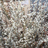 Pussy Willow Plant Live, 2.5 Inch Pot, Spring Blooming Tree for Planting, White Fast Growing Ornamental Shrub, Ready to Grow