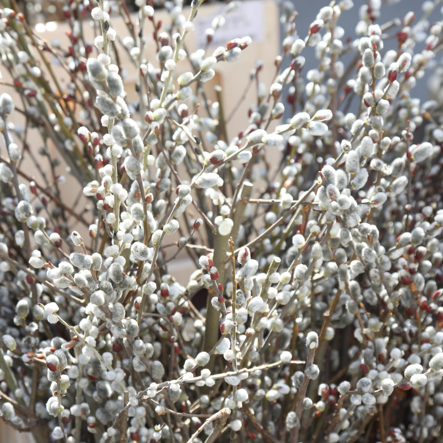 Pussy Willow Plant Live, 2.5 Inch Pot, Spring Blooming Tree for Planting, White Fast Growing Ornamental Shrub, Ready to Grow