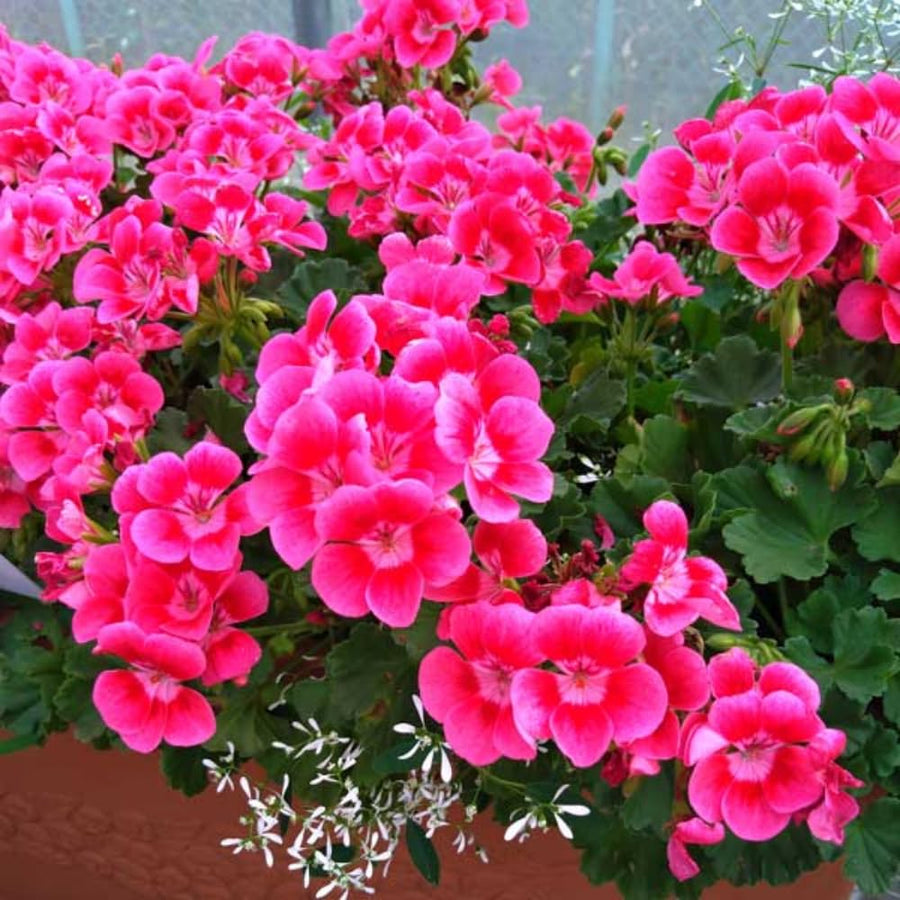 4 Mixed Geranium Plants Live, 5 to 6 Inches Tall, Geranium Flower Plants Indoor Outdoor, Well Rooted, Geraniums Live Plant
