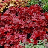 3 Coral Bells Heuchera Perenial Live Plants, Orange Red Seasonal Leaves Color Change, Well-Rooted 5-9 Inc Tall, No Pot