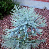 Eucalyptus Plant Live Tree in 2.5" Pot, Cold Hardy, Very Fragrant Foliage, Colorful, Ready to Grow Outdoor (Parvifolia)