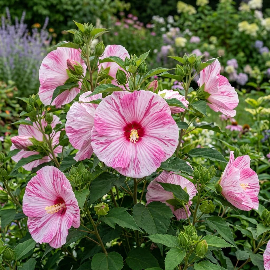 Set 2 Hardy Hibiscus Plants Live, Perennial Hibiscus Flower Trees 5-9 Inches, Outdoor Garden Planting - Pink Hibiscus