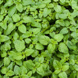 Pack 3 Catnip Plant Live, Well Rooted from 4-6 Inches Tall, Garden Ready Herb Plants for Home Garden, Patio and Outdoor Growing