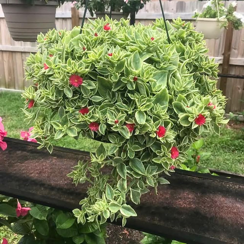 Baby Sun Rose Live Plant, Variegated Ice Plant, Variegated Baby Sun Rose Succulent for Indoor Outdoor Growing, 2 Inch Pot