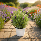 2 Purple Lavender Plants Live 4-6 Inches, Very Fragrant Lavender Shrubs, Perennial Herbs for Garden and Landscape