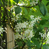 Star Jasmine Live Plant, Live Fragrant Jasmine Flowering Vine, 8-10'' Tall in 3 Inches Pot, Outdoor Planting
