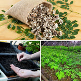 50 Moringa Seeds for Planting, Oleifera Tree Seeds, Suitable for Outdoor Growing