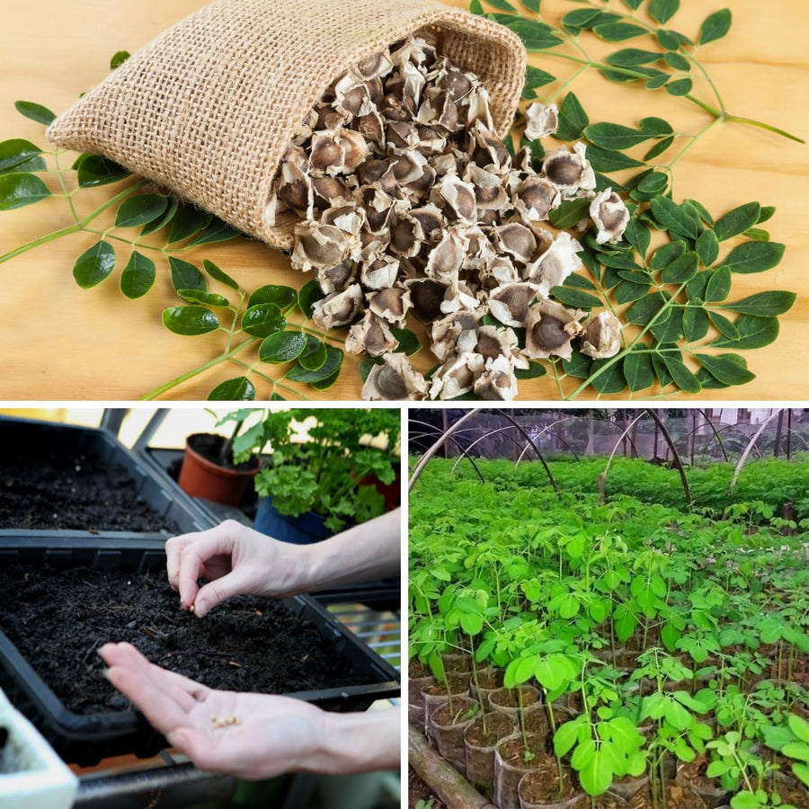 50 Moringa Seeds for Planting, Oleifera Tree Seeds, Suitable for Outdoor Growing