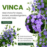 Pack of 25 Vinca Plants, Vinca Minor Ground Cover Plants, 6-8 Inc Tall, Periwinkle Plant Live for Outdoor Garden