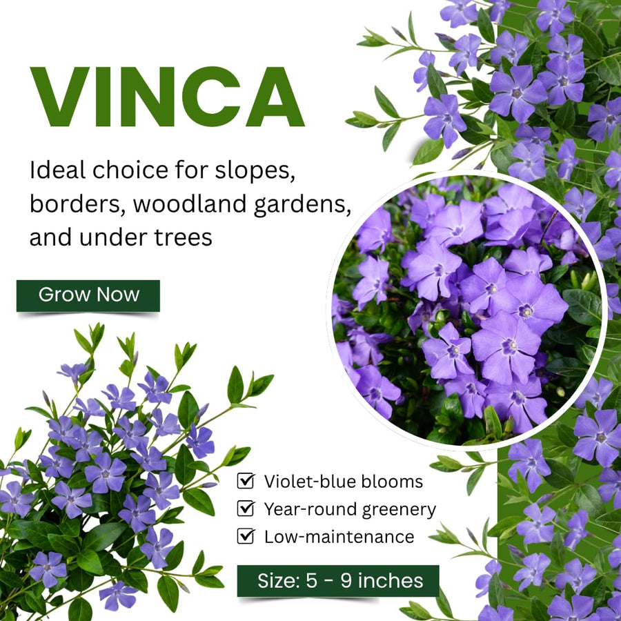 Pack of 25 Vinca Plants, Vinca Minor Ground Cover Plants, 6-8 Inc Tall, Periwinkle Plant Live for Outdoor Garden