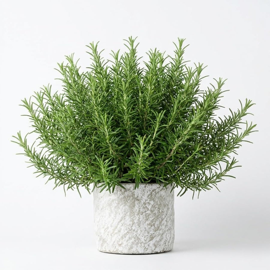 Rosemary Bush Plant Live, 10" Tall in 4" Pot, Fragrant Rosemary Live Plant for Indoors Outdoor Planting, Well-Rooted