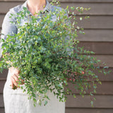 Set 2 Live Eucalyptus Trees Plants, Baby Blue Eucalyptus Plants Indoor Outdoor Fragrant Leaf, Zones 8 to 10