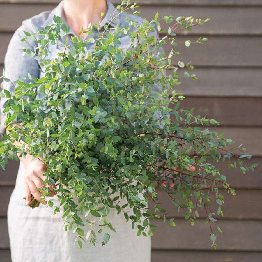 Set 2 Live Eucalyptus Trees Plants, Baby Blue Eucalyptus Plants Indoor Outdoor Fragrant Leaf, Zones 8 to 10