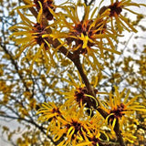 Live Witchhazel Tree Plant 12-16 Inch Tall for Yard and Outdoor Planting, Yellow Witch Hazel Plant, Bareroot Plant