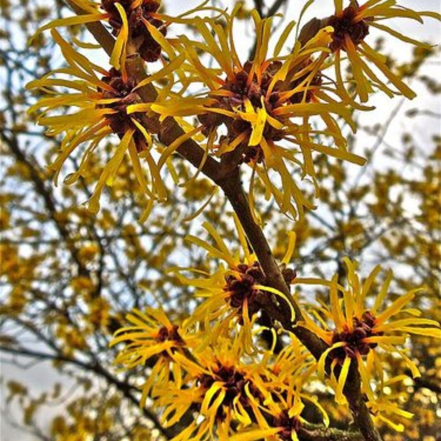 Live Witchhazel Tree Plant 12-16 Inch Tall for Yard and Outdoor Planting, Yellow Witch Hazel Plant, Bareroot Plant