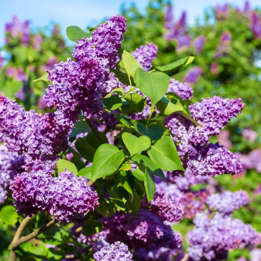 Old Fashion Lilac Bush Live Tree Plant, 1 Year Old Tree for Planting, 6 to 12 Inches in Tall, Hardy Shrub, Dormant in Winter
