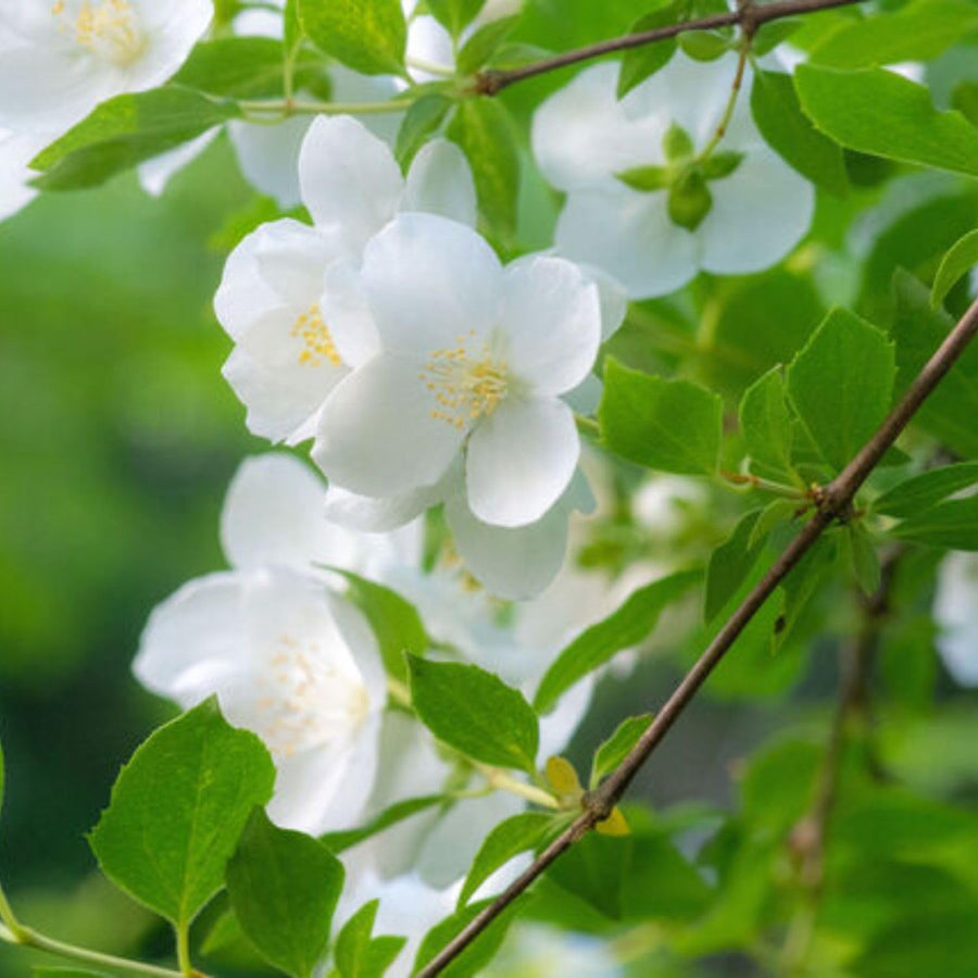 White Mock Orange Plant 3-5 Inch Tall in 4" Pot, Mock Orange Flower Plants, Hardy Ornamental Shrub for Outdoor Garden