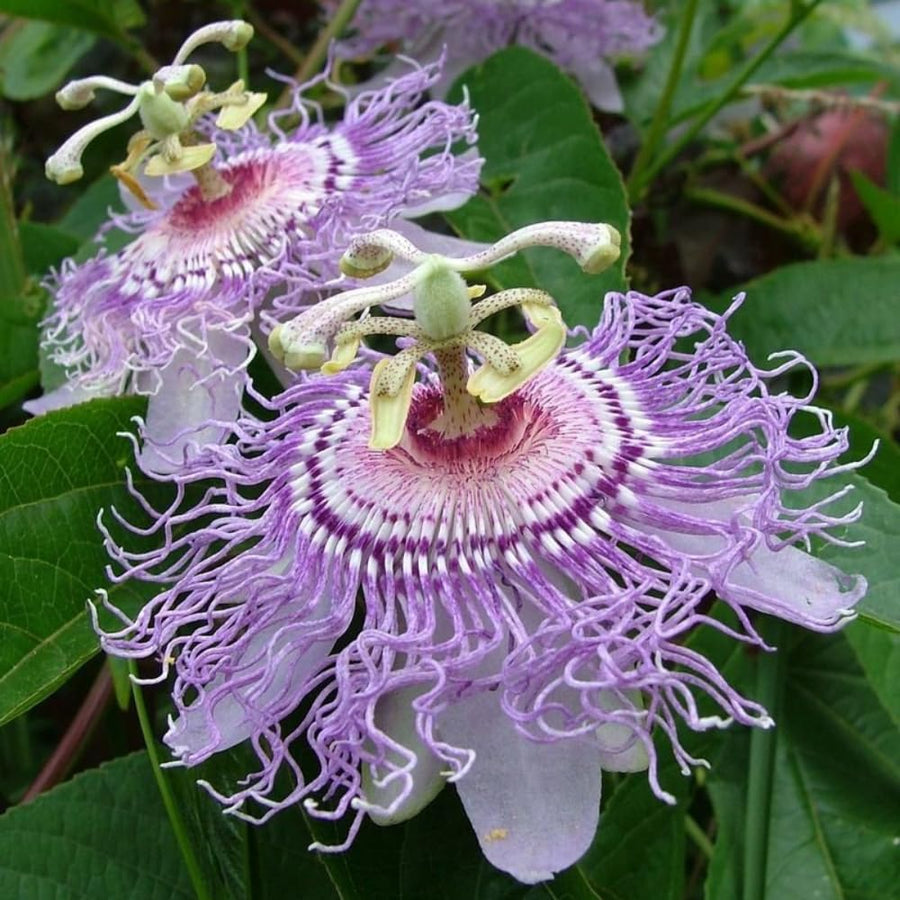 Purple Maypop Passion Flower Vine Plant, 4-7 Inch Starter Plant - Cold Hardy Passiflora Incarnata Climbing Vine, Vibrant Blooms, Passiflora Plant in Soil
