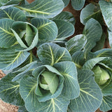 2 Cabbage Plants Live Potted, Cabbage Vegetable Live Plant Home Garden Outside, 3 to 5Inc in Height