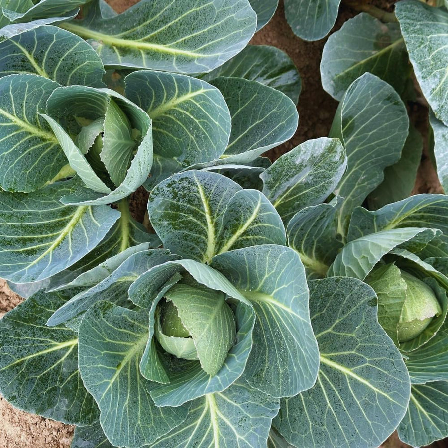 2 Cabbage Plants Live Potted, Cabbage Vegetable Live Plant Home Garden Outside, 3 to 5Inc in Height